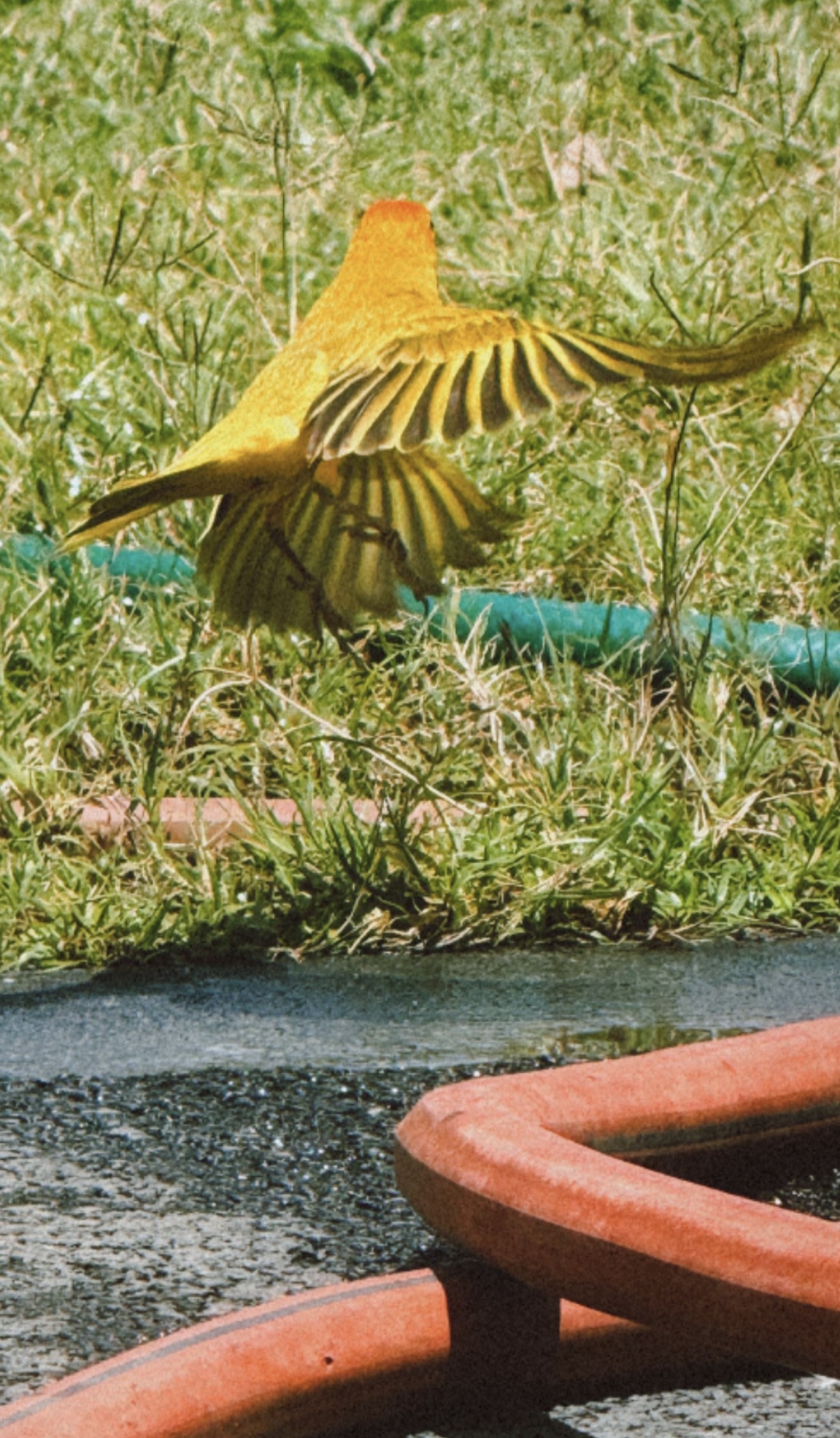 A yellow bird spreading its wings in the grass — photo by Kathy