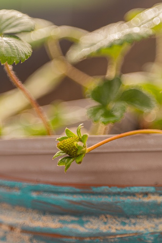 A tiny strawberry growing in a pot