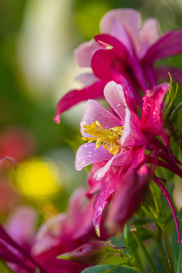 Pink flowers up close