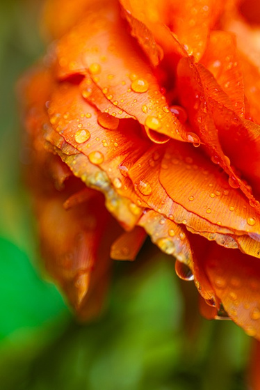 Orange flower covered in raindrops