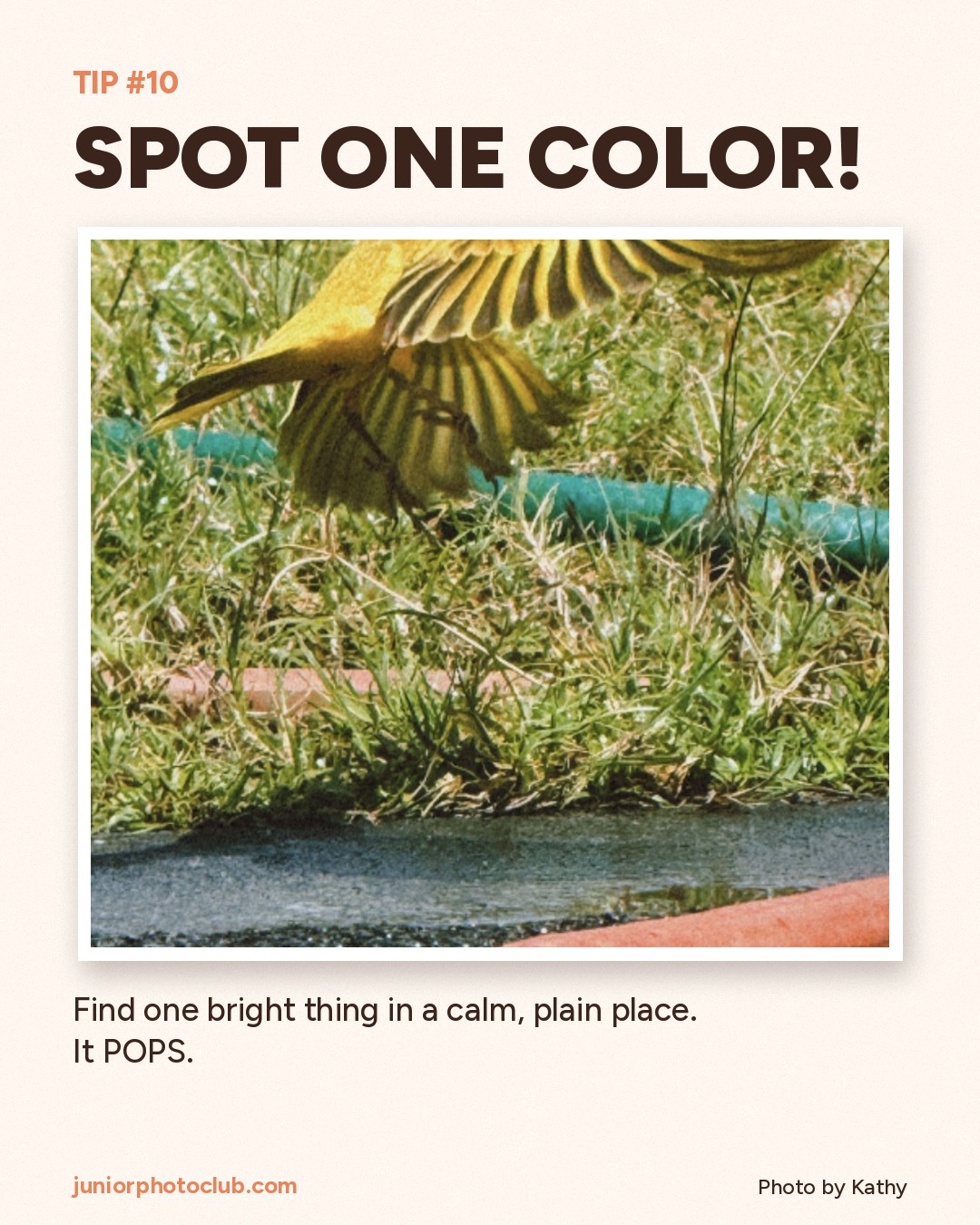 Photo tip 10: Spot one color