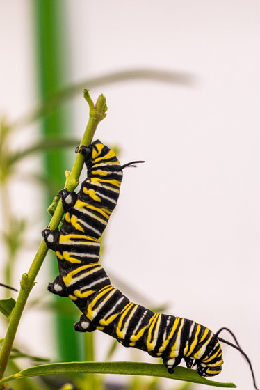 A striped caterpillar climbing a stem