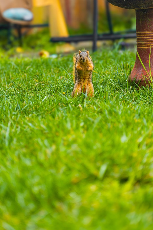 A squirrel standing up in the grass