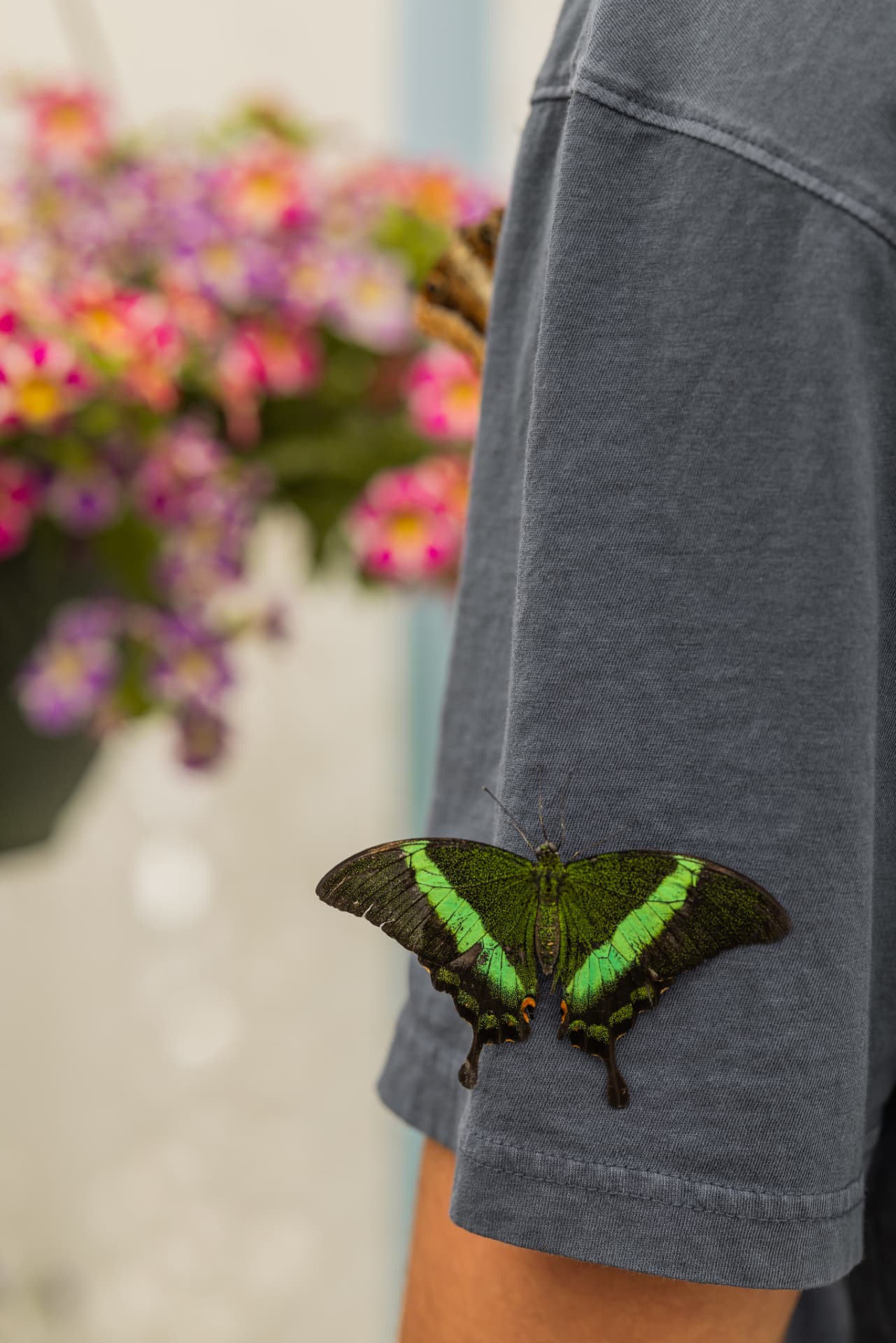 A green butterfly resting on a gray sleeve — photo by Kathy