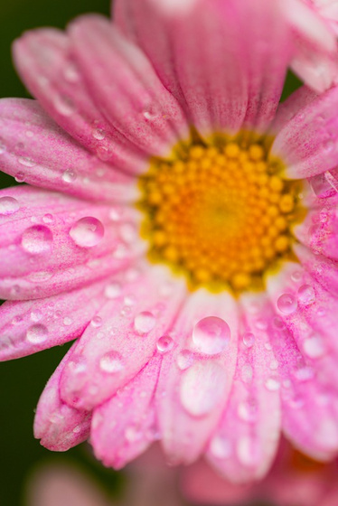 A pink daisy with water drops