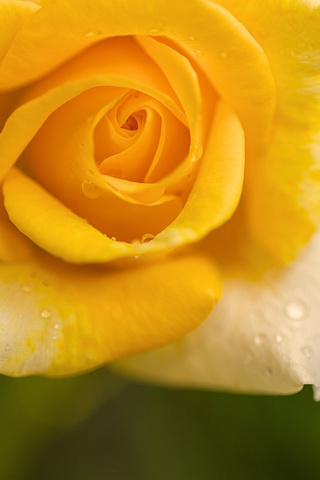A yellow rose